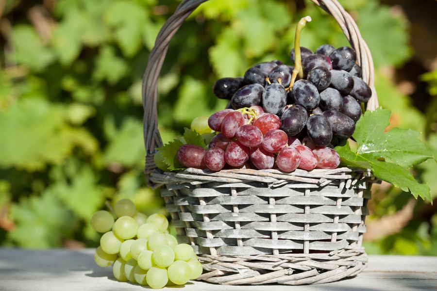 variedades de uva de mesa