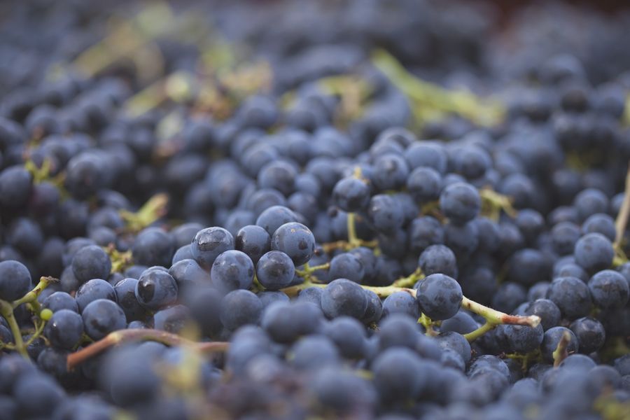 variedades uva vino tinto