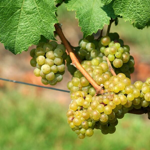 chardonnay