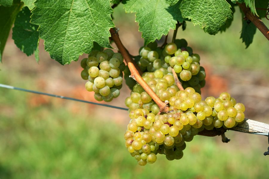 Chardonnay es otro de los tipos de uvas más sembradas y consumidas del mundo.